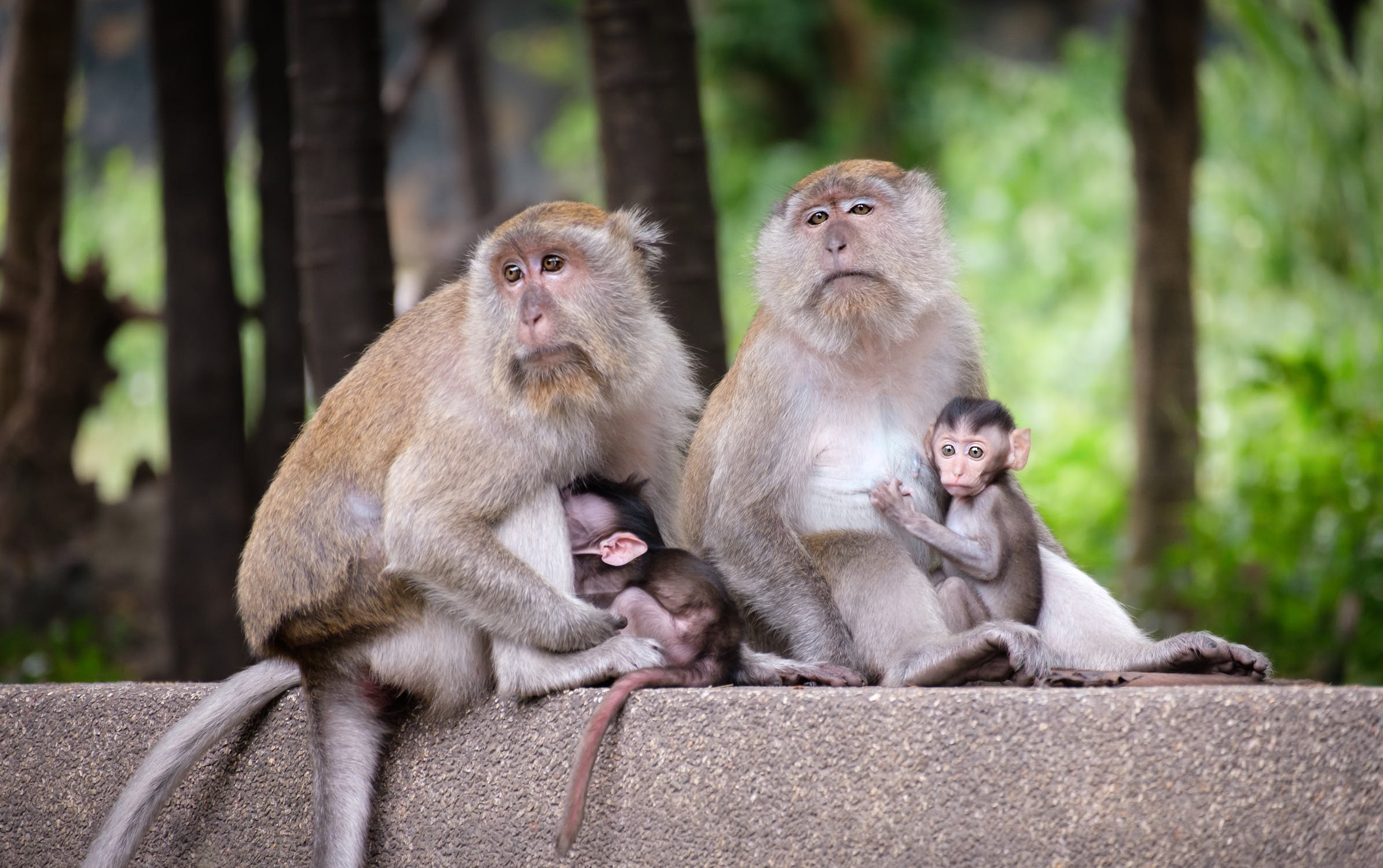 primate social behavior